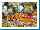 Pixie hawkfish
