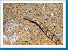 Network pipefish