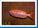 Common bigeye