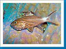 Arabian cardinalfish