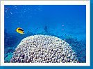 Stone coral