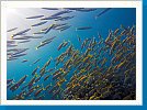 Yellowfin goatfish and Yelowtail barracuda