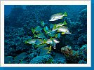 Blackspotted sweetlips