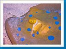 Bluespotted stingray