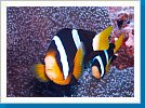 Clark's anemonefish