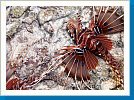Spotfin lionfish