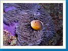 Skunk anemonefish