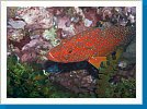 Coral grouper